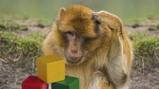 Учёные раскрыли, способны ли животные считать